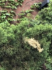 Pestalotiopsis funerea