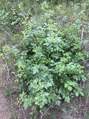 Osmorhiza occidentalis