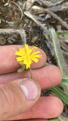 Hieracium scouleri, 2026-09-12