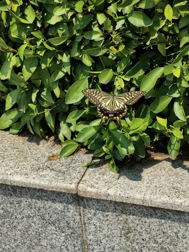 Chinese Yellow Swallowtail
