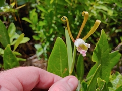 Cleistesiopsis