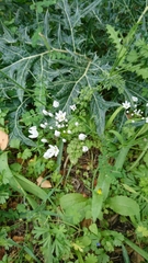 Allium subhirsutum