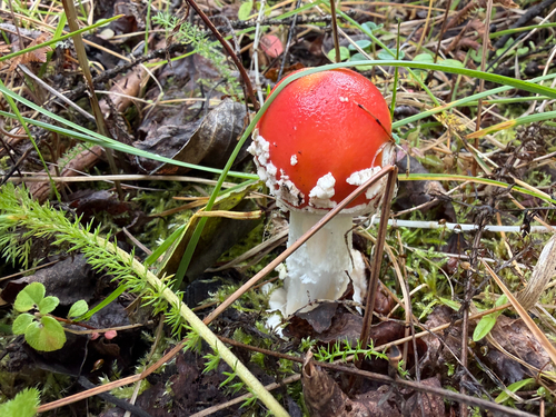 Fly Agaric