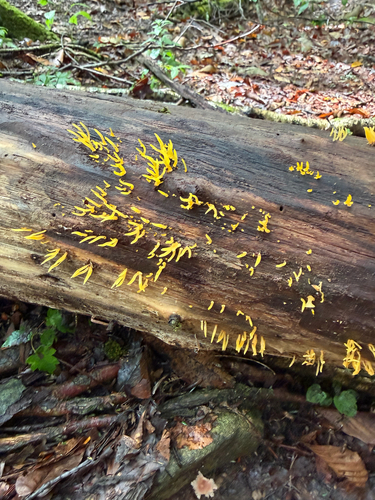 Calocera cornea — no rights reserved