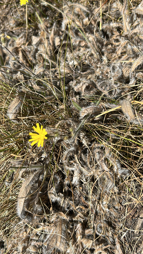 Hieracium scouleri, 2026-08-29