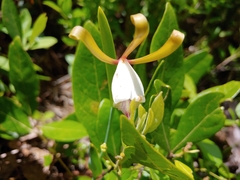 Cleistesiopsis