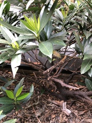 Pseudaulacaspis prunicola