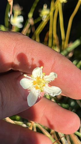 Fringed Grass of Parnassus