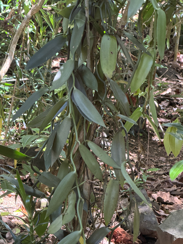 Vanilla planifolia observed 2026-09-12
