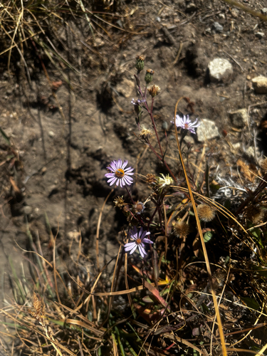 iNaturalist observation photo of asters and allies