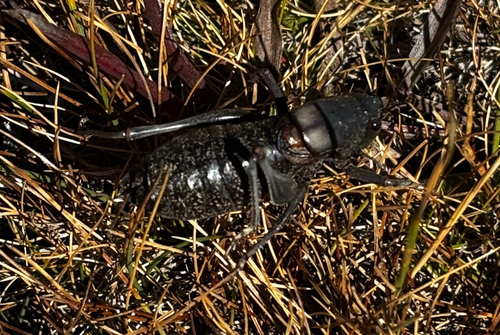 iNaturalist observation photo of Mormon Cricket