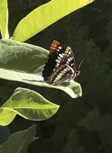 Lorquin's Admiral