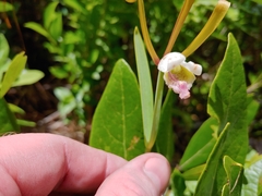 Cleistesiopsis