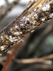 Pseudaulacaspis prunicola