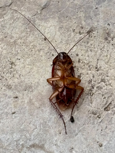 American Cockroach