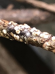 Pseudaulacaspis prunicola