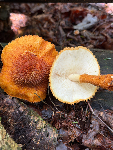 Decorated Pholiota