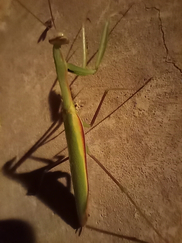 European Mantis