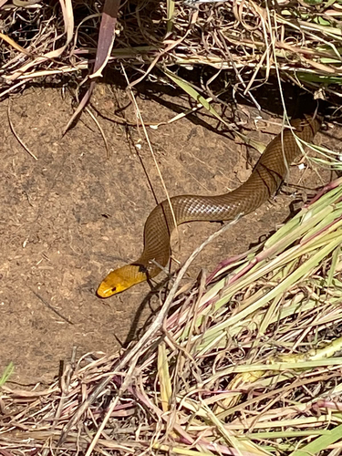 Western Brown Snake