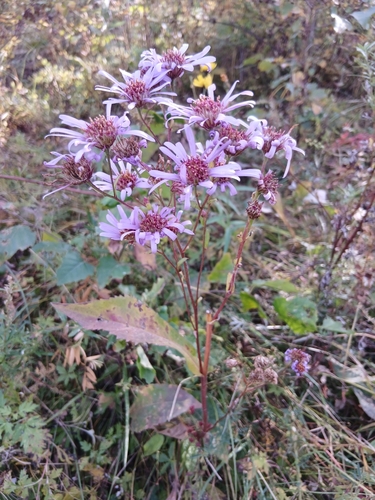 Aster tataricus, photograph 1