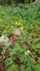 Trifolium grandiflorum