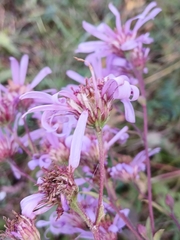 Aster tataricus, photograph (c) Святослав Власенко, some rights reserved (CC BY)
