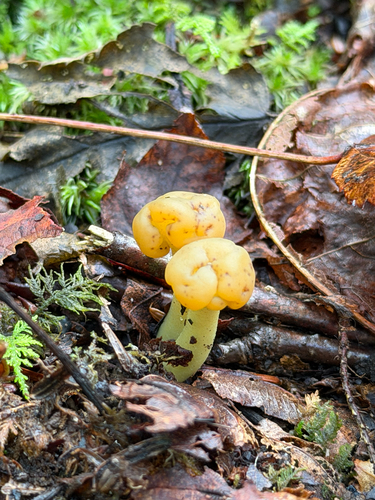 Ochre Jelly Club