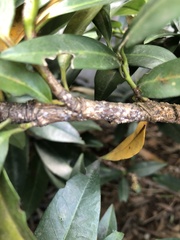 Pseudaulacaspis prunicola