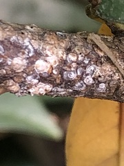 Pseudaulacaspis prunicola