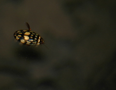 Thermonectus marmoratus