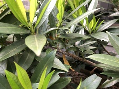 Pseudaulacaspis prunicola