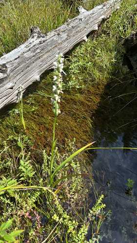 Platanthera dilatata observed 2026-09-06