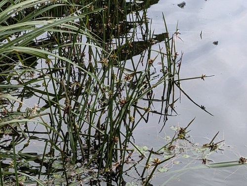Schoenoplectiella mucronata, photograph 1