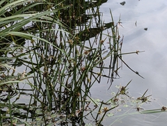 Schoenoplectiella mucronata, photograph (c) Francisca Wu, some rights reserved (CC BY)