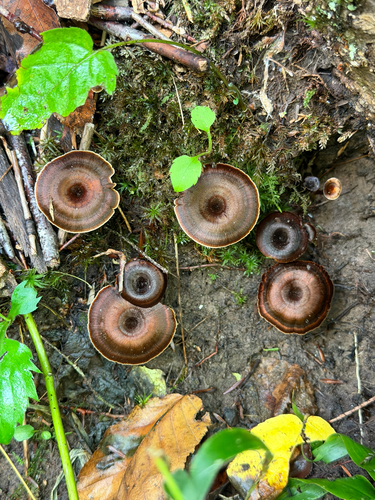 Shiny cinnamon polypore