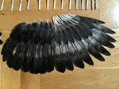 Corvus cornix