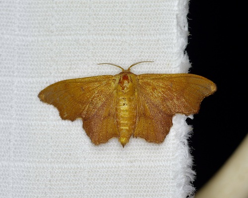 Chiridota observed 2026-09-10
