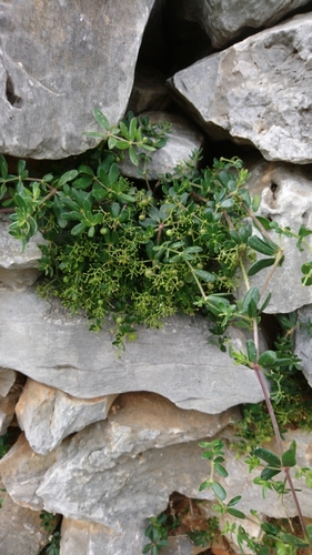 Wild Madder