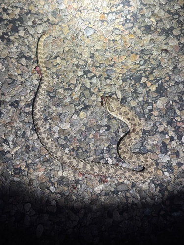 Plains Hognose Snake