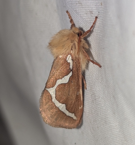 Smooth Ghost Moth
