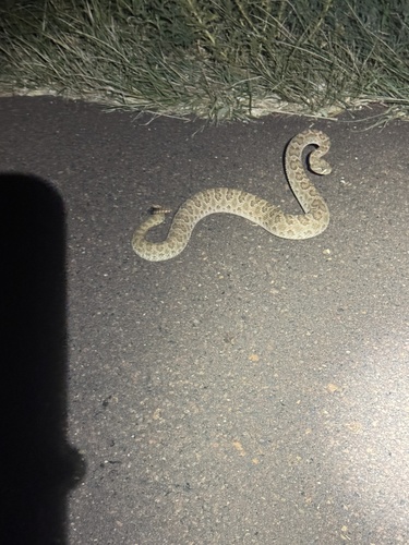 Prairie Rattlesnake