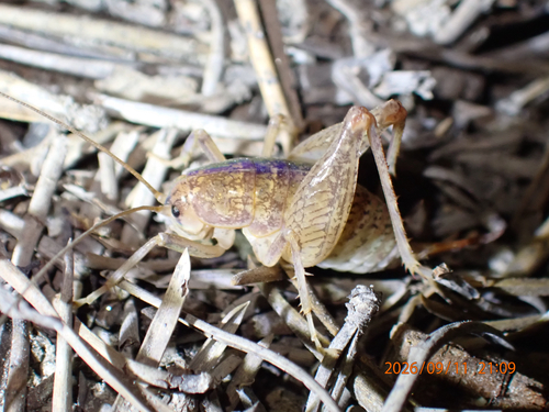 iNaturalist observation photo of Pristoceuthophilus