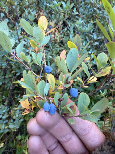 iNaturalist observation photo of bog bilberry