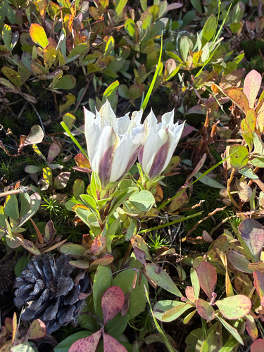 iNaturalist observation photo of Alpine Gentian