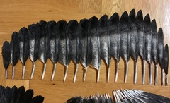 Corvus cornix
