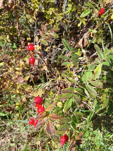 Rosa davurica