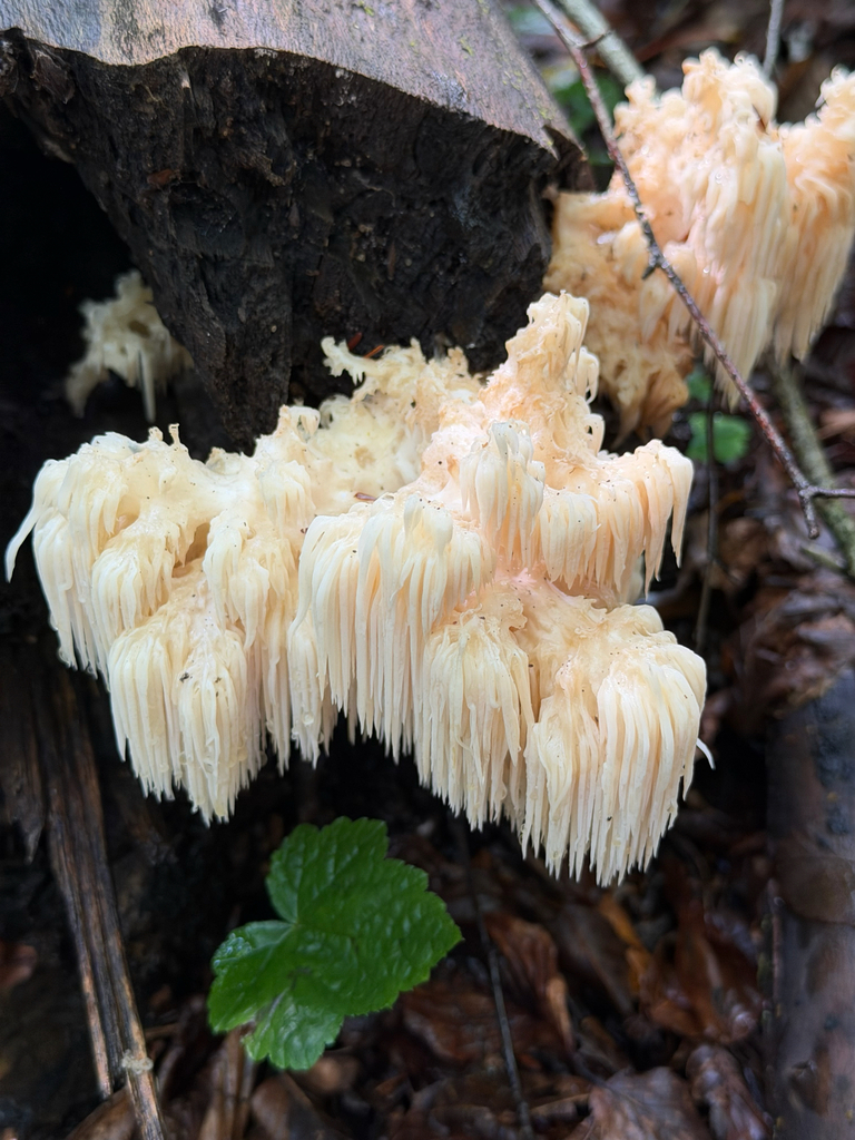 Bear's Head Tooth · September 2026 · photo: Photo: no rights reserved · iNaturalist