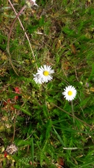 Bellis perennis