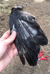Corvus cornix