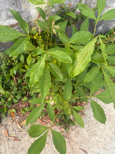 Vitex pinnata observed 2026-09-14